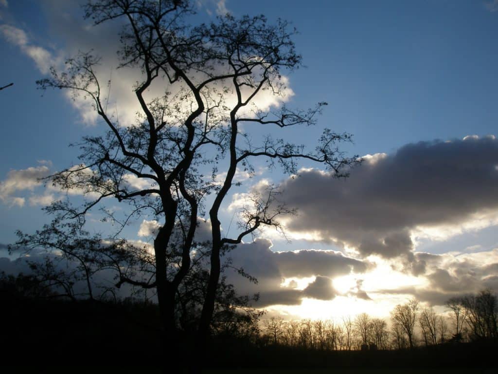 Comprendre et communiquer avec son ado 6 Adolescence positive - adolescence positive arbre ombre chinoise